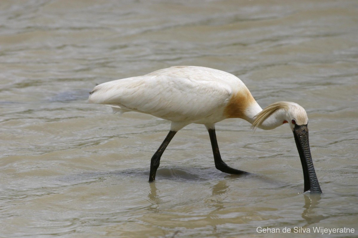 Platalea leucorodia Linnaeus, 1758